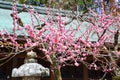 Ume Blossoms and Lantern in Kitano Tenmangu Shrine, Kyoto, Japan Royalty Free Stock Photo