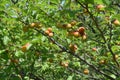 Japanese apricot fruits