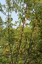 Japanese apricot fruits