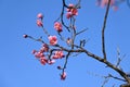 Ume (Japanese apricot) flower. Royalty Free Stock Photo