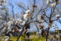 Ume (Japanese apricot) flower. Royalty Free Stock Photo