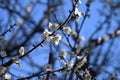 Ume (Japanese apricot) flower. Royalty Free Stock Photo