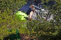 Girl works with park maintenance