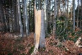 Fallen trees and storm damage in a forest Royalty Free Stock Photo