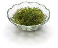 Umi budo, green caviar, sea grapes, seaweed