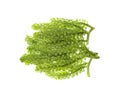 Umi-budou, grapes seaweed or green caviar isolated on white background Royalty Free Stock Photo