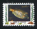 Whitespotted boxfish