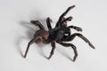 Close-up of Ummidia black Spider (attack position) Royalty Free Stock Photo