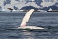 Umpback whale flippers who waves over the water