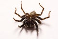 Umping Spider over White background Royalty Free Stock Photo