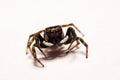 Umping Spider over White background Royalty Free Stock Photo