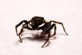 Umping Spider over White background Royalty Free Stock Photo