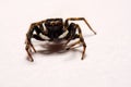 Umping Spider over White background Royalty Free Stock Photo