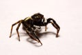 Umping Spider over White background Royalty Free Stock Photo