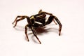 Umping Spider over White background Royalty Free Stock Photo