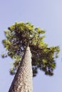 un albero verso il cielo Royalty Free Stock Photo