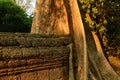 Un aubre autour d`un mur du temple Ta Prohm dans le domaine des temples de Angkor, au Cambodge