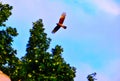 HalcÃÂ³n sobrevolando ÃÂ¡rboles en busca de alimento.