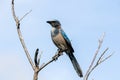 Un-banded Florida Scrub Jay Against Blue Sky Royalty Free Stock Photo