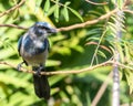 Un-banded Florida Scrub Jay Royalty Free Stock Photo