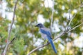 Un-banded Florida Scrub Jay Royalty Free Stock Photo