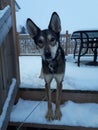 Un husky heureux dans la neige Royalty Free Stock Photo