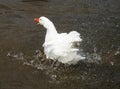 Un cisne baÃÂ±ÃÂ¡ndose en el rÃÂ­o Royalty Free Stock Photo