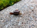 Un escargot colorÃÂ© sur une roche Royalty Free Stock Photo