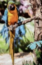 Colorful parrot Royalty Free Stock Photo