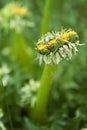 Un-natural Growth Mutant Dandelion Weed Royalty Free Stock Photo