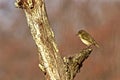 un piccolo uccello sopra un tronco
