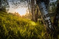 un's rays pass through the forest