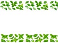 Un tas de feuilles de menthe sur fond blanc
