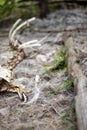 The Skeleton of a Big Horn Sheep in the Forest at Rocky Mountain National Park Royalty Free Stock Photo