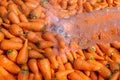 Un-washed and dirty carrot washing on throw pipe water. Food background.