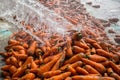 Un-washed and dirty carrot washing on throw pipe water. Food background.