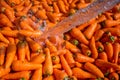 Un-washed and dirty carrot washing on throw pipe water. Food background.