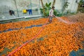 Un-washed and dirty carrots washing a labor on throw the pipe water at Savar, Dhaka, Bangladesh