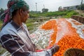 Un-washed and dirty carrots washing a labor on throw the pipe water at Savar, Dhaka, Bangladesh