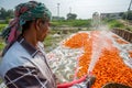 Un-washed and dirty carrots washing a labor on throw the pipe water at Savar, Dhaka, Bangladesh