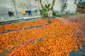 Un-washed and dirty carrots washing a labor on throw the pipe water at Savar, Dhaka, Bangladesh