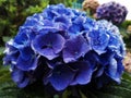 Una hortensia azul con gotas de agua