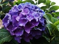 Una hortensia de color violeta bajo la lluvia