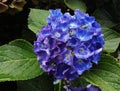 Una preciosa hortensia de color azul