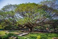 Unacquainted people Giant Monky Pod Tree kanchanaburi thailand