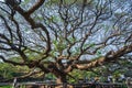 Unacquainted people Giant Monky Pod Tree kanchanaburi thailand.Over-100-years-old Giant Monkey Pod Tree