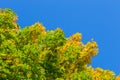 Unadorned autumnal maple tree yellow and green leaves on clear blue sky background