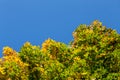 Unadorned autumnal maple tree yellow and green leaves on clear blue sky background Royalty Free Stock Photo