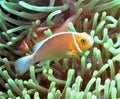 Pink Anemonefish w/ Fry Royalty Free Stock Photo