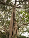 Unakoti, India - January 23 2022: A tall banyan tree at Unakoti